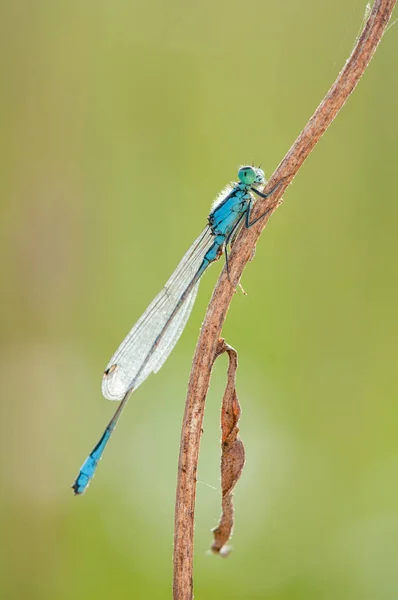 Odonata Order Carnivorous Insects Encompassing Dragonflies — Stock Photo, Image
