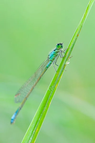 Odonata Order Carnivorous Insects Encompassing Dragonflies — Stock Photo, Image