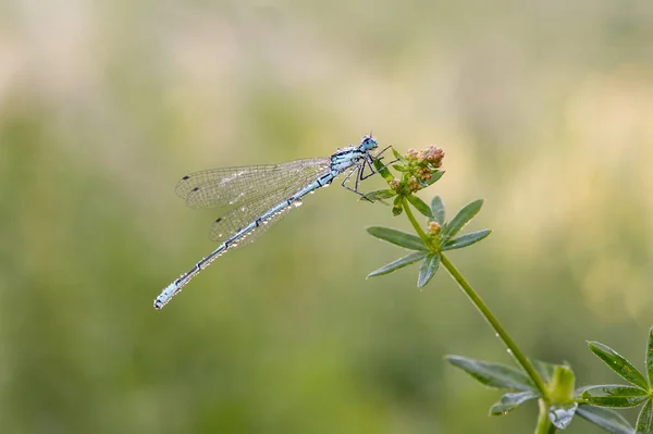 Odonata Order Carnivorous Insects Encompassing Dragonflies — Stock Photo, Image