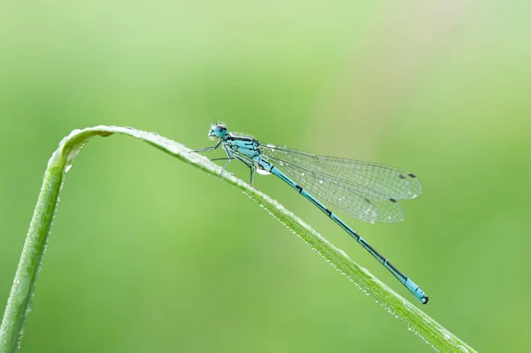 Odonata Este Ordin Insecte Carnivore Care Cuprind Libelulele — Fotografie, imagine de stoc