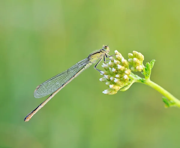 Odonata Uma Ordem Insetos Carnívoros Que Englobam Libélulas — Fotografia de Stock