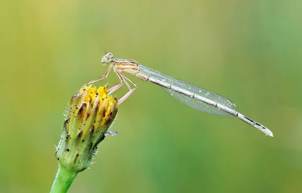 Odonata Uma Ordem Insetos Carnívoros Que Englobam Libélulas — Fotografia de Stock