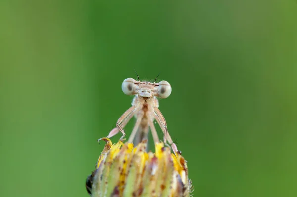 Odonata Uma Ordem Insetos Carnívoros Que Englobam Libélulas — Fotografia de Stock