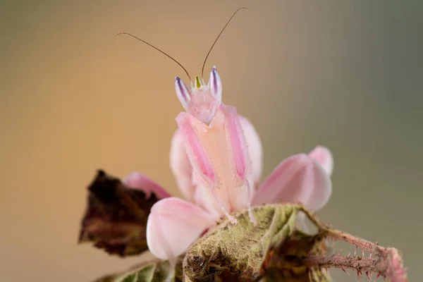 Hymenopus Coronatus Een Beetje Mantis Stockafbeelding