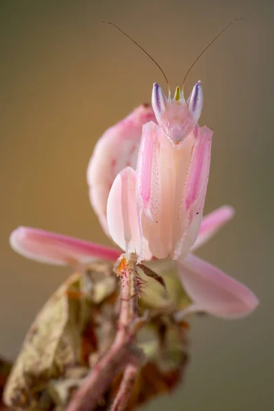 Imenopo Coronatus Litle Mantis Fotografia Stock