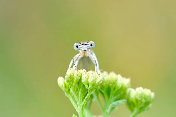 Odonata Order Köttätande Insekter Som Omfattar Trollsländor Stockbild