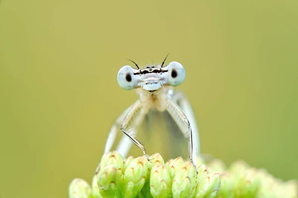 Odonata Order Köttätande Insekter Som Omfattar Trollsländor Royaltyfria Stockfoton