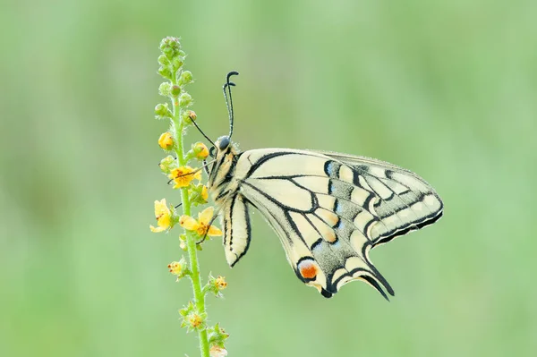 Papilio Machaon Fjäril Stockfoto