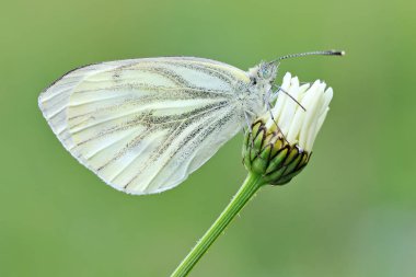  Pieris sutyen bir kelebek. 