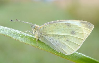  Pieris sutyen bir kelebek. 