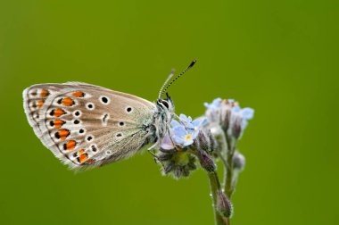 Polyommatus icarus bir kelebek 