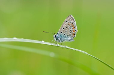 Polyommatus icarus bir kelebek 