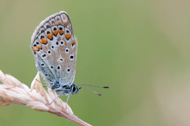 Polyommatus icarus bir kelebek 
