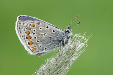 Polyommatus icarus bir kelebek 