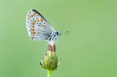 Polyommatus icarus bir kelebek 