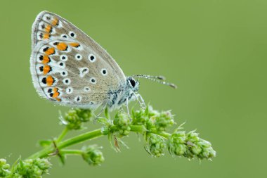 Polyommatus icarus bir kelebek 