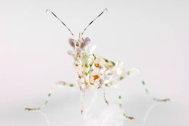 Pseudocreobotra wahlbergi, ya da dikenli çiçek peygamber devesi.