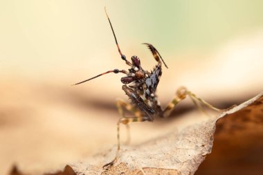 Pseudocreobotra wahlbergi, ya da dikenli çiçek peygamber devesi.