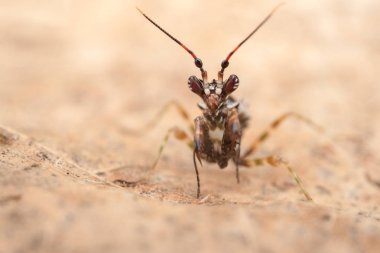 Pseudocreobotra wahlbergi, ya da dikenli çiçek peygamber devesi.