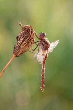 sempetrum vulgatum orta ve doğu Avrupa 'da yaygın, uzak kuzeyde ve güneyde nadir bulunan küçük bir tür.