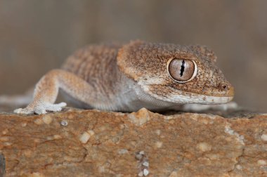 Kask başlı kertenkele (