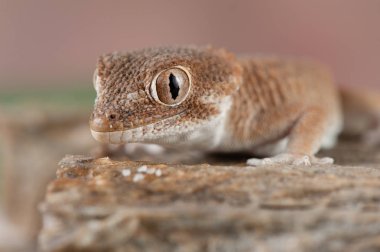 Kask başlı kertenkele (