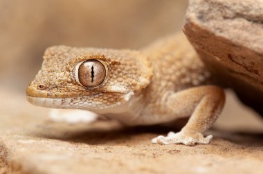 Kask başlı kertenkele (