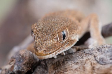 Kask başlı kertenkele (
