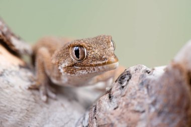 Kask başlı kertenkele (