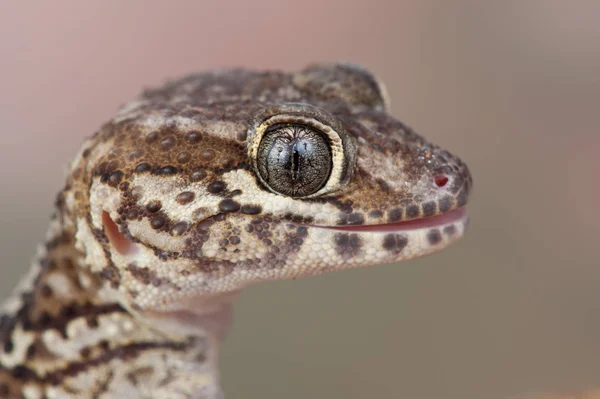 Paroedura Picta Lucertola — Foto Stock