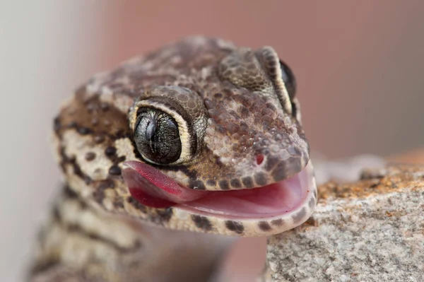 Paroedura Picta Lucertola — Foto Stock