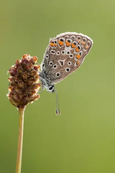 Polyommatus Icarus Papillon — Photo