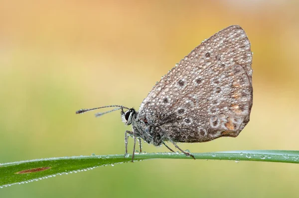 Polyommatus Icarus Butterfly — Stock Photo, Image