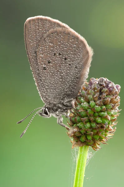 Polyommatus Semiargus Motýl — Stock fotografie