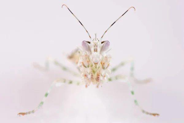 Pseudocreobotra Wahlbergi Spiny Flower Mantis Small Flower Mantis — Stock Photo, Image