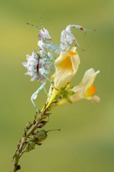 Pseudocreobotra Wahlbergi Spiny Flower Mantis Small Flower Mantis — Stock Photo, Image