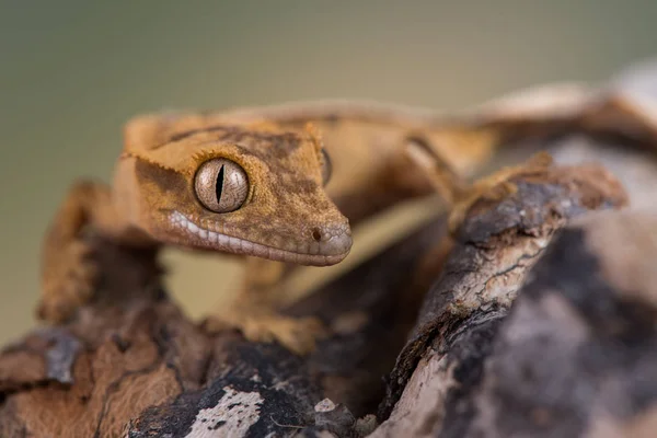 Den Veckade Gecko Eller Ögonfrans Gecko Correlophus Ciliatus Art Gecko — Stockfoto