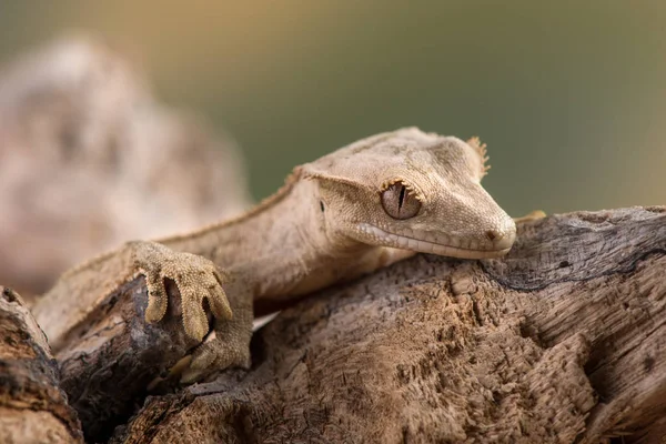 Den Veckade Gecko Eller Ögonfrans Gecko Correlophus Ciliatus Art Gecko — Stockfoto