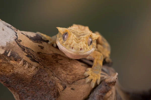 Crested Gecko Eyelash Gecko Correlophus Ciliatus Species Gecko Native Southern — Stock Photo, Image
