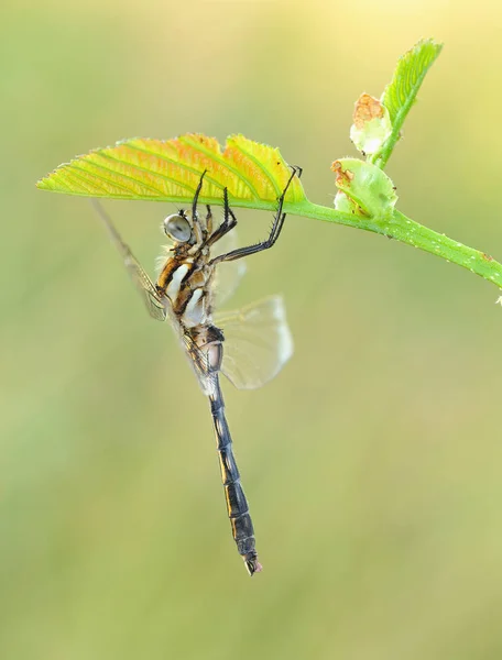 Polyommatus Icarus Een Vlinder — Stockfoto