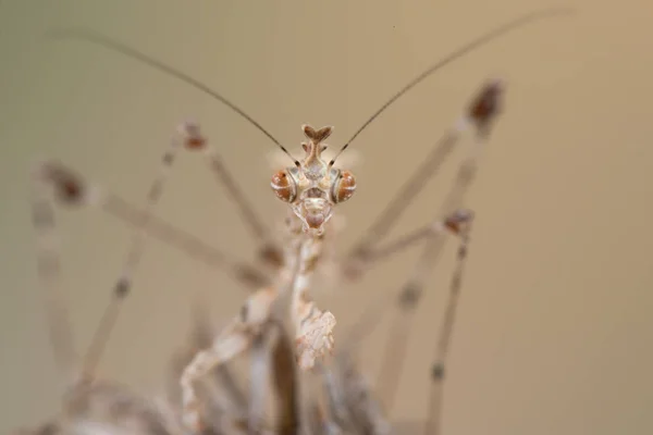 Cryptische Bidsprinkhaan Sibylla Pretiosa Een Soort Van Bidsprinkhaan Uit Zuidelijk — Stockfoto