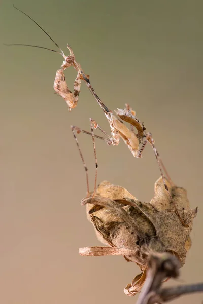 Cryptic Mantis Sibylla Pretiosa Species Mantis Found Southern Africa — Stock Photo, Image