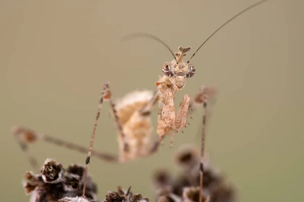 Cryptische Bidsprinkhaan Sibylla Pretiosa Een Soort Van Bidsprinkhaan Uit Zuidelijk — Stockfoto