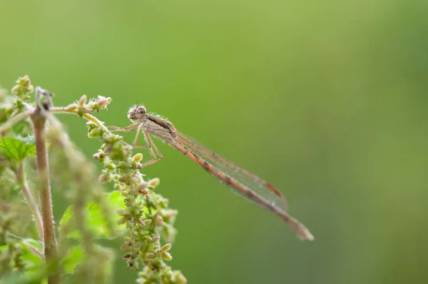 Sympecma Fusca Dragonfly — Stock Photo, Image