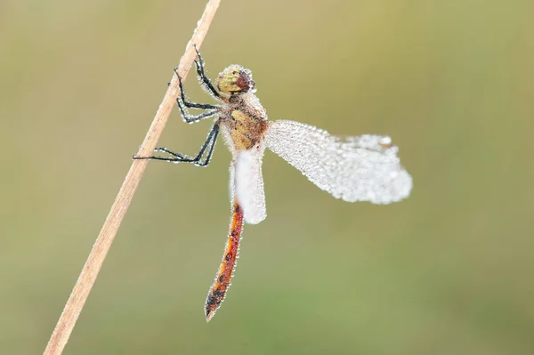 Sympetrum Vulgatum Specie Mică Comună Europa Centrală Est Rară Nordul — Fotografie, imagine de stoc