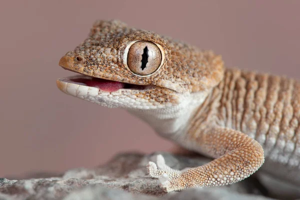 Gecko Hełm Lub Hełm Tarentola Chazaliae Jest Członkiem Rodziny Gecko — Zdjęcie stockowe