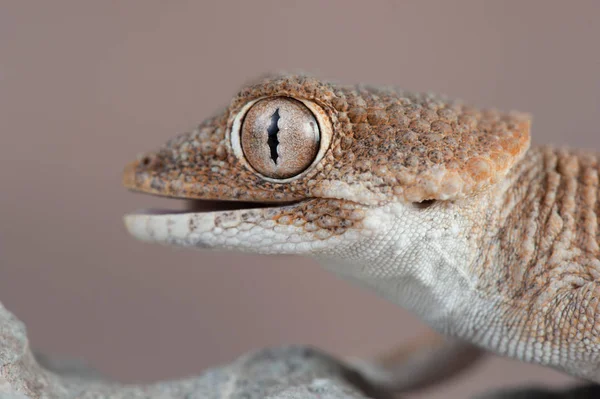 Helmethead Gecko Helmeted Gecko Tarentola Chazaliae Είναι Μέλος Της Οικογένειας — Φωτογραφία Αρχείου