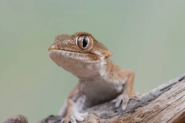 Helmethead Gecko Nebo Helma Gecko Tarentola Chazaliae Členem Rodiny Gecko — Stock fotografie