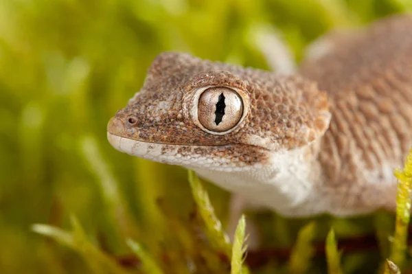 Helmethead Gecko Nebo Helma Gecko Tarentola Chazaliae Členem Rodiny Gecko — Stock fotografie