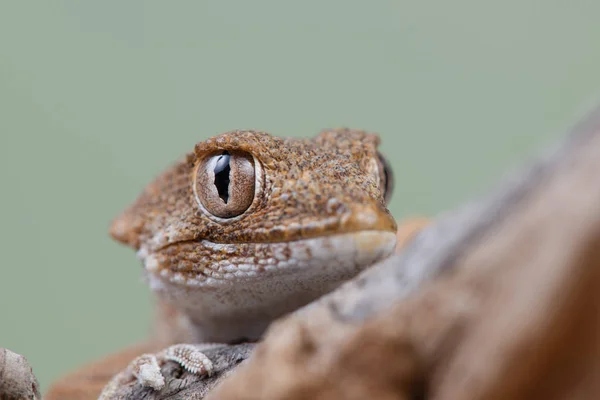 Helmethead Gecko Helmeted Gecko Tarentola Chazaliae Member Gecko Family Native — Stock Photo, Image